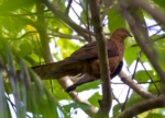 MacKinlay's Cuckoo-Dove
